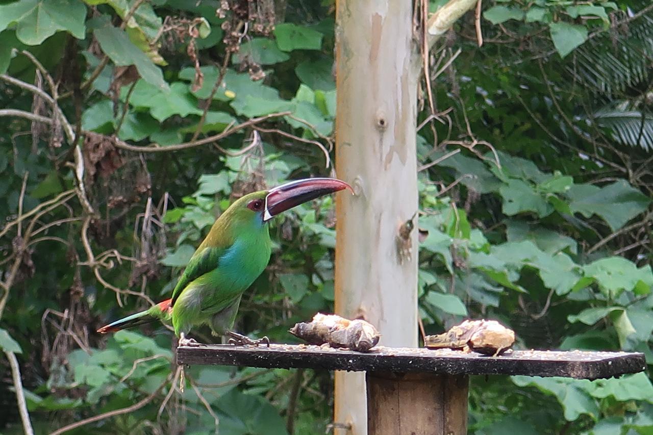 Hotel Selva Verde サレント エクステリア 写真